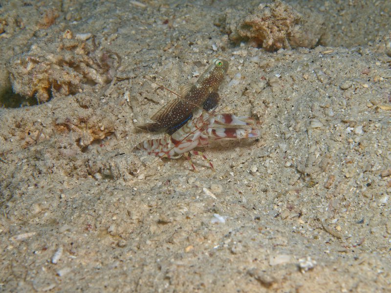 Goby, Commensal Shrimp, House Reef